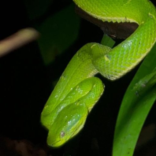 Luna de Miel en Costa Rica