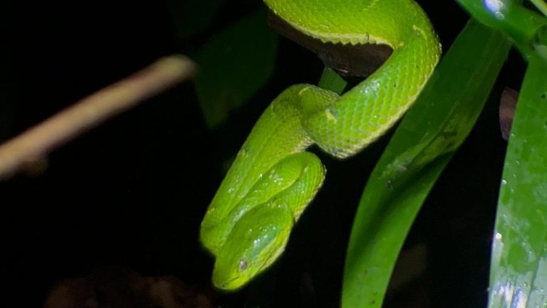 Luna de Miel en Costa Rica