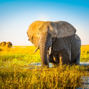 Safari en Botswana Campamento Móvil de Lujo